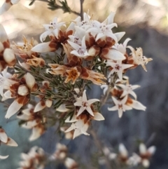 Cryptandra speciosa subsp. speciosa (Silky Cryptandra) at Holt, ACT - 31 Aug 2020 by trevorpreston