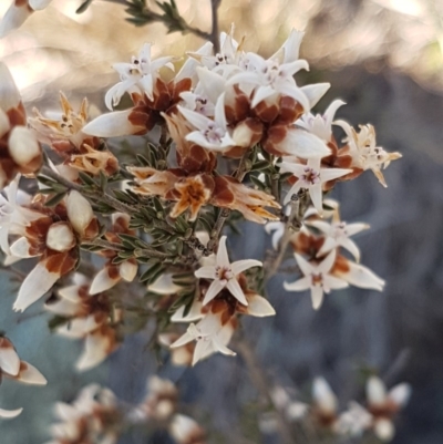 Cryptandra speciosa subsp. speciosa (Silky Cryptandra) at Holt, ACT - 31 Aug 2020 by trevorpreston