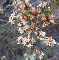 Cryptandra speciosa subsp. speciosa at Holt, ACT - 31 Aug 2020