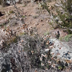 Cryptandra speciosa subsp. speciosa at Holt, ACT - 31 Aug 2020