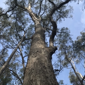 Eucalyptus longifolia at Tanja, NSW - suppressed