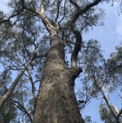 Eucalyptus longifolia (Woollybutt) at Tanja, NSW - 7 Jun 2020 by Rose