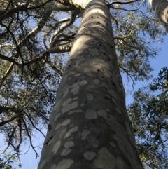 Corymbia maculata (Spotted Gum) at Tanja, NSW - 6 Aug 2020 by Rose