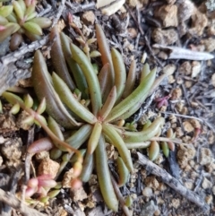 Calandrinia eremaea (Small Purslane) at Holt, ACT - 31 Aug 2020 by tpreston