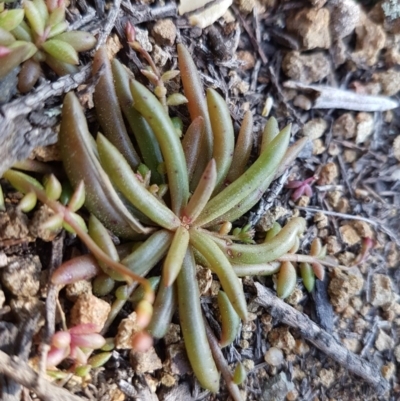 Calandrinia eremaea (Small Purslane) at Woodstock Nature Reserve - 31 Aug 2020 by tpreston