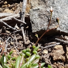 Calandrinia eremaea at Holt, ACT - 31 Aug 2020
