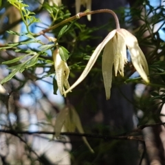 Clematis leptophylla (Small-leaf Clematis, Old Man's Beard) at Holt, ACT - 31 Aug 2020 by tpreston