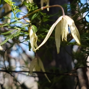 Clematis leptophylla at Holt, ACT - 31 Aug 2020