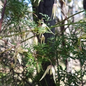 Clematis leptophylla at Holt, ACT - 31 Aug 2020