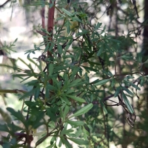 Clematis leptophylla at Holt, ACT - 31 Aug 2020