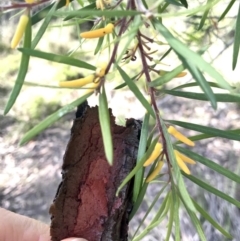 Persoonia linearis (Narrow-leaved Geebung) at Tanja, NSW - 7 Jun 2020 by Rose