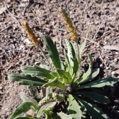 Plantago varia (Native Plaintain) at Umbagong District Park - 31 Aug 2020 by tpreston