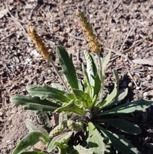 Plantago varia at Latham, ACT - 31 Aug 2020 11:34 AM