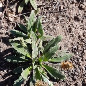 Plantago varia at Latham, ACT - 31 Aug 2020 11:34 AM