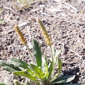 Plantago varia at Latham, ACT - 31 Aug 2020 11:34 AM