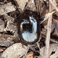 Paropsisterna nigerrima (Leaf beetle, Button beetle) at Holt, ACT - 31 Aug 2020 by trevorpreston