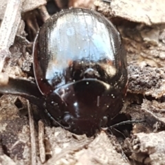 Paropsisterna nigerrima at Holt, ACT - 31 Aug 2020