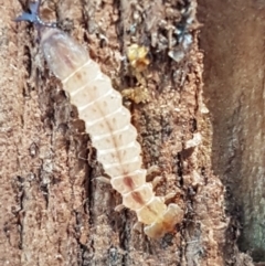 Platisus sp. (genus) (Flat bark beetle) at Macgregor, ACT - 31 Aug 2020 by trevorpreston