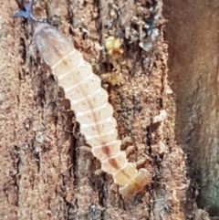 Unidentified Insect at Macgregor, ACT - 31 Aug 2020 by tpreston