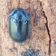 Pterohelaeus striatopunctatus (Darkling beetle) at Macgregor, ACT - 31 Aug 2020 by trevorpreston