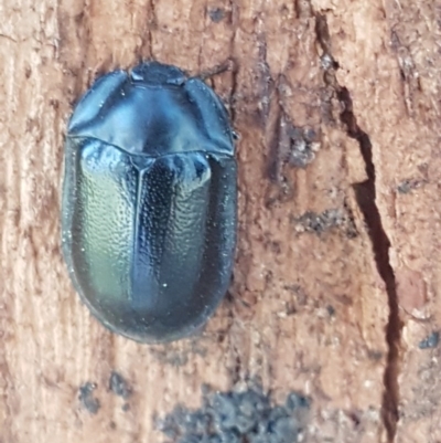 Pterohelaeus striatopunctatus (Darkling beetle) at Macgregor, ACT - 31 Aug 2020 by trevorpreston