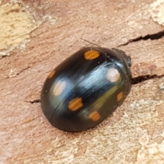 Paropsisterna octosignata (Eucalyptus leaf beetle) at Macgregor, ACT - 31 Aug 2020 by trevorpreston