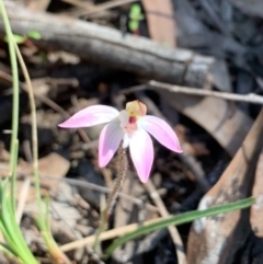 Caladenia fuscata (Dusky Fingers) at Point 479 - 30 Aug 2020 by JVR