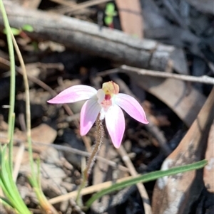 Caladenia fuscata at Undefined Area - suppressed