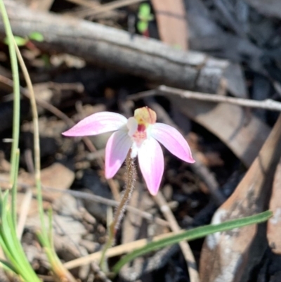 Caladenia fuscata (Dusky Fingers) at Bruce, ACT - 30 Aug 2020 by JVR