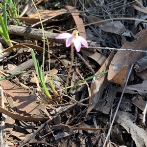 Caladenia fuscata at Undefined Area - suppressed