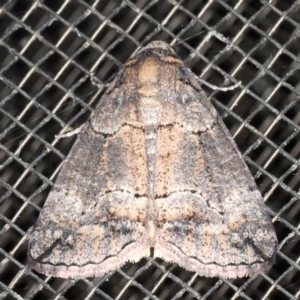 Dysbatus (genus) at Mossy Point, NSW - 27 Aug 2020