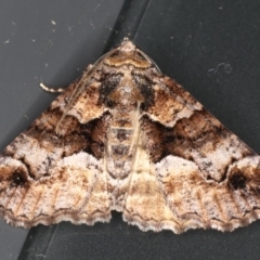 Gastrina cristaria (Wave-lined Geometrid) at Broulee Moruya Nature Observation Area - 27 Aug 2020 by jb2602