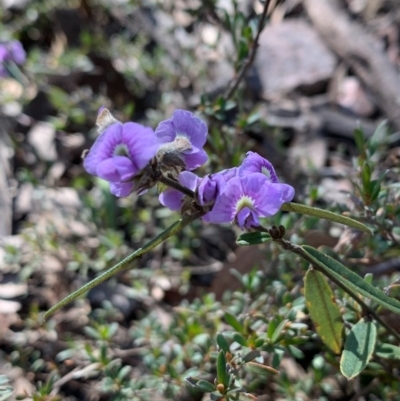 Hovea heterophylla (Common Hovea) at Bruce Ridge to Gossan Hill - 30 Aug 2020 by JVR