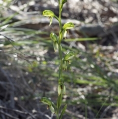Bunochilus umbrinus (Broad-sepaled Leafy Greenhood) at Black Mountain - 30 Aug 2020 by David