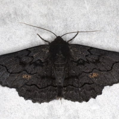 Melanodes anthracitaria (Black Geometrid) at Mossy Point, NSW - 27 Aug 2020 by jb2602