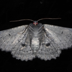 Melanodes anthracitaria at Mossy Point, NSW - 27 Aug 2020 11:56 PM