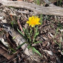 Microseris walteri (Yam Daisy, Murnong) at Bruce, ACT - 30 Aug 2020 by JVR