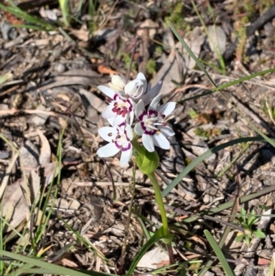 Wurmbea dioica subsp. dioica (Early Nancy) at Bruce Ridge to Gossan Hill - 30 Aug 2020 by JVR