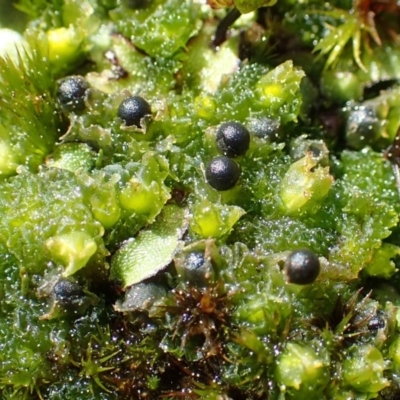 Fossombronia pusilla (A leafy liverwort) at O'Connor, ACT - 31 Aug 2020 by RWPurdie