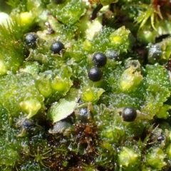 Fossombronia pusilla (A leafy liverwort) at Black Mountain - 30 Aug 2020 by RWPurdie