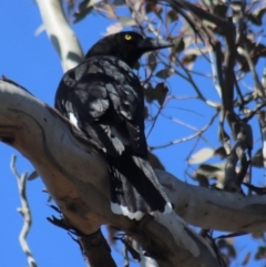 Strepera graculina (Pied Currawong) at Gundaroo, NSW - 31 Aug 2020 by Gunyijan