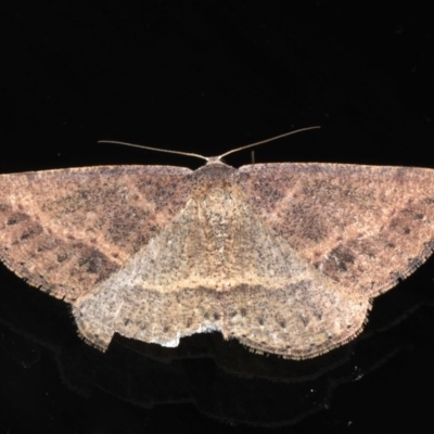 Taxeotis perlinearia (Spring Taxeotis) at Mossy Point, NSW - 27 Aug 2020 by jb2602