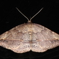 Zeuctophlebia squalidata (Forest Heath Moth) at Mossy Point, NSW - 27 Aug 2020 by jb2602