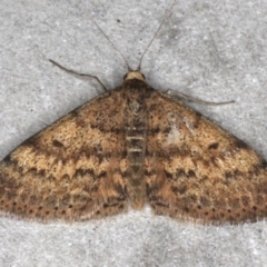 Scopula rubraria (Reddish Wave, Plantain Moth) at Broulee Moruya Nature Observation Area - 27 Aug 2020 by jb2602