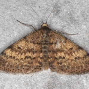 Scopula rubraria at Mossy Point, NSW - 27 Aug 2020