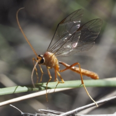 Ichneumonidae (family) (Unidentified ichneumon wasp) at Black Mountain - 30 Aug 2020 by David