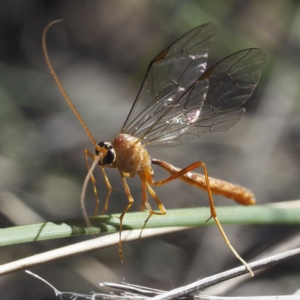 Ichneumonidae (family) at Downer, ACT - 30 Aug 2020 10:38 AM