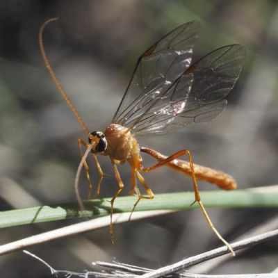 Ichneumonidae (family) (Unidentified ichneumon wasp) at Downer, ACT - 30 Aug 2020 by David
