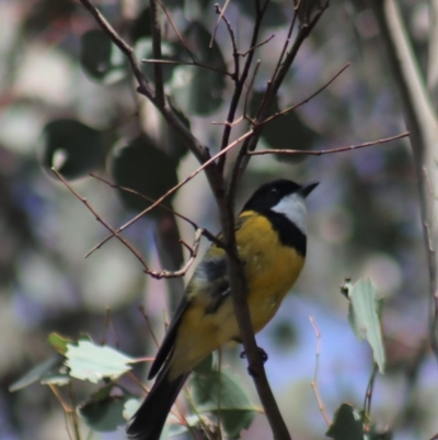 Pachycephala pectoralis (Golden Whistler) at Gundaroo, NSW - 31 Aug 2020 by Gunyijan