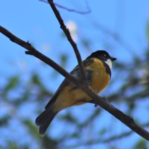 Pachycephala pectoralis at Gundaroo, NSW - 31 Aug 2020 12:45 PM